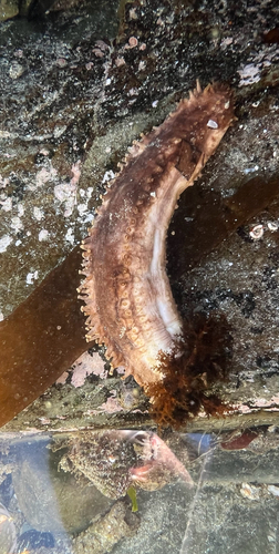 Doliolum observed 2026-10-10