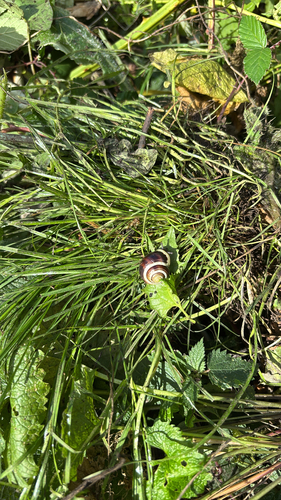 White-lipped Snail