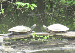Graptemys pseudogeographica