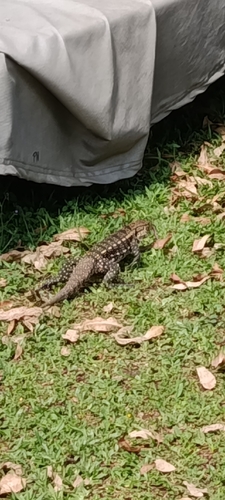 Argentine Black-and-white Tegu