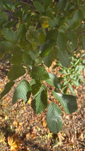 European Hornbeam