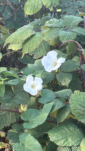 large bindweed