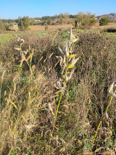 common milkweed