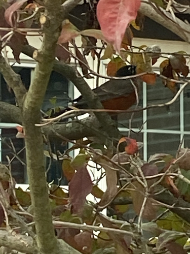 American Robin