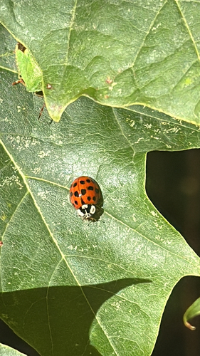 Asian Lady Beetle