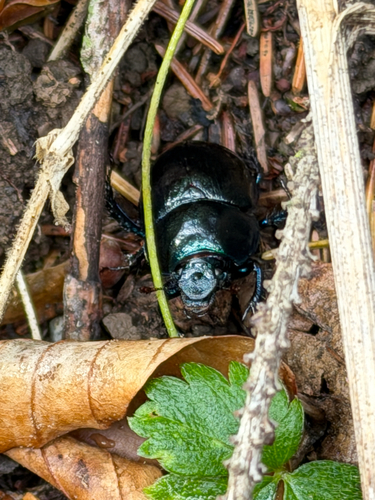 Woodland Dor Beetle