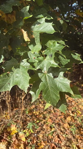 Norway maple