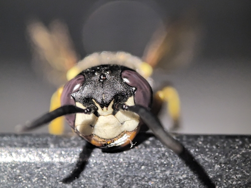 European beewolf