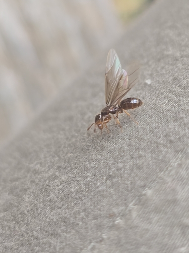 Common Citronella Ant
