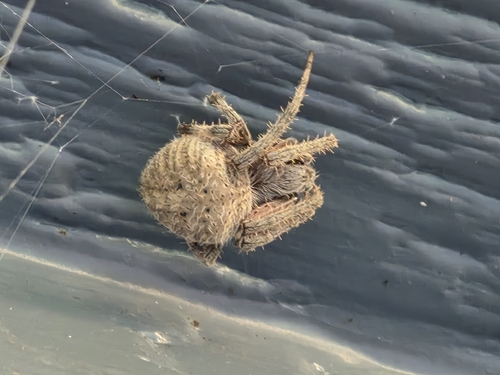 Spotted Orbweaver