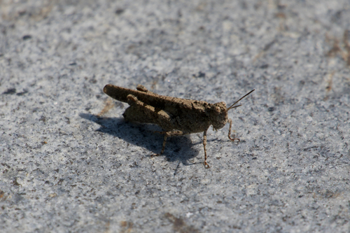 Carinate Locust