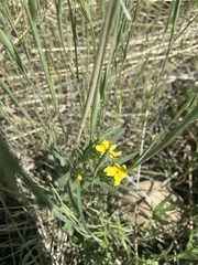Lithospermum incisum