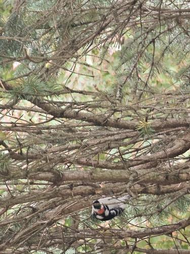 Downy Woodpecker