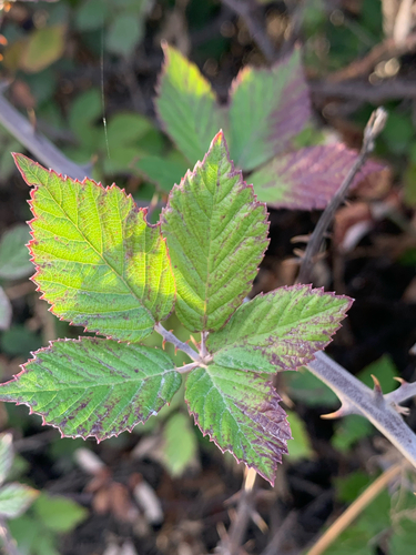 elmleaf blackberry