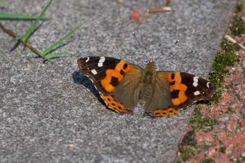 Indian Red Admiral