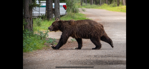 Grizzly Bear sighting near Division No. 15