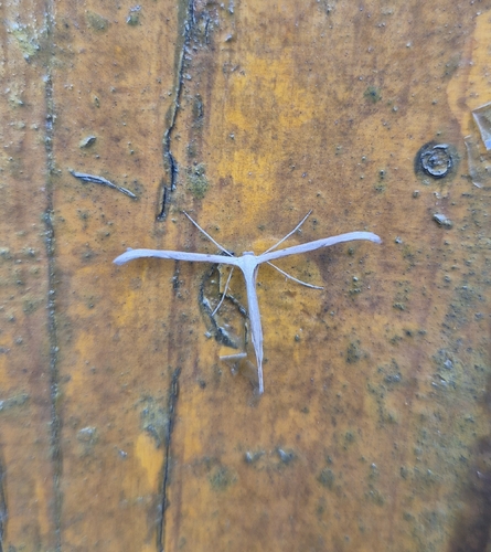Morning-glory Plume Moth