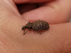Trichalophus alternatus