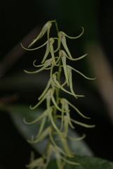 Stelis poasensis