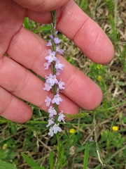 Verbena simplex