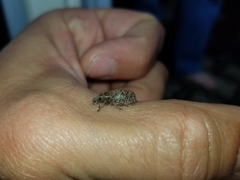 Trichalophus alternatus