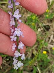 Verbena simplex