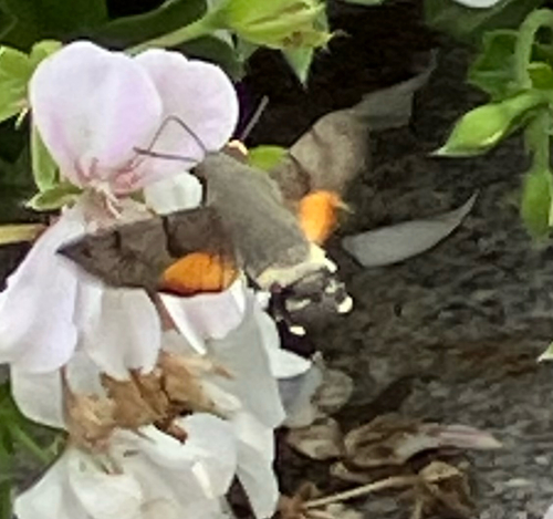 Eurasian Hummingbird Hawkmoth