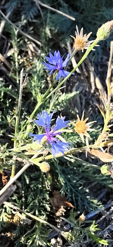 Cornflower