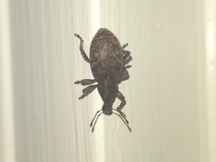 Trichalophus alternatus