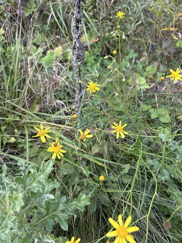 Narrow-leaved Ragwort