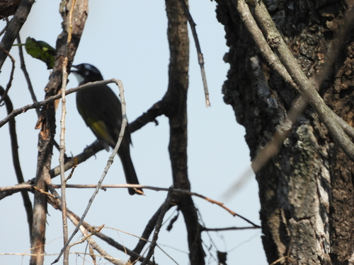 Light-vented Bulbul