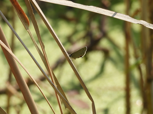Plains Cupid