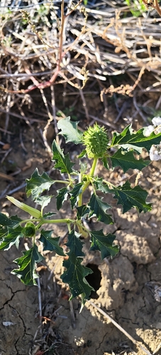 jimsonweed
