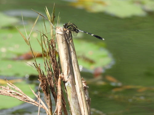 Slender Skimmer