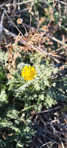 Golden marguerite
