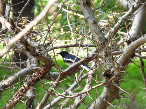 Oriental Magpie-Robin