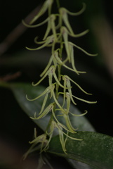Stelis poasensis