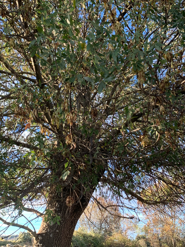 Narrow-leaved Ash