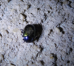 Chrysolina auripennis