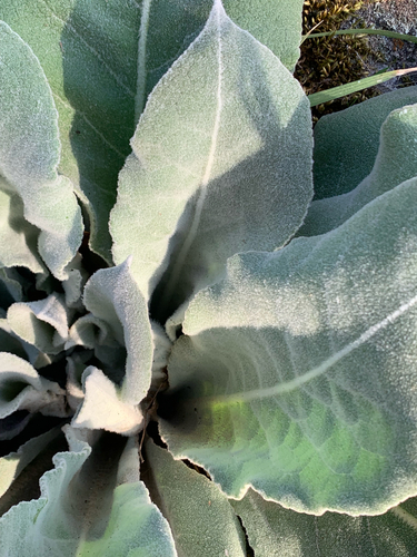 Hoary Mullein