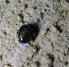 Chrysolina auripennis