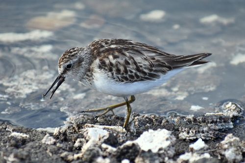 Least Sandpiper, photo 2 of 10