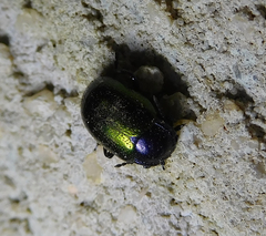 Chrysolina auripennis