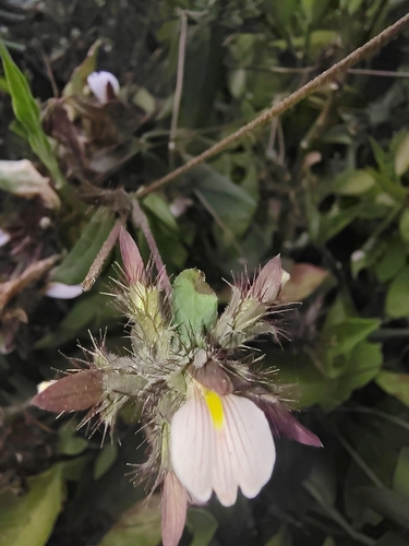 Blepharis maderaspatensis, 2026-10-11