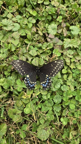 Black Swallowtail