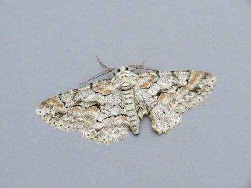 Brown-shaded Gray