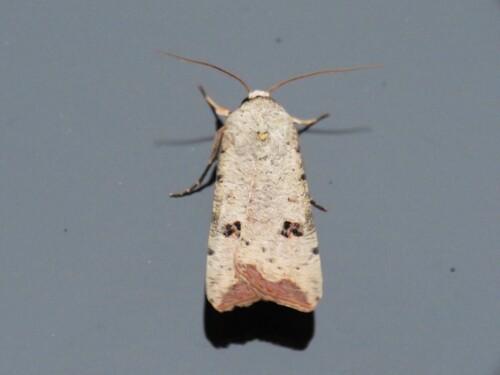 Green Cutworm Moth