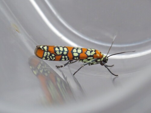 Ailanthus Webworm Moth