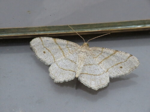 Four-spotted Angle