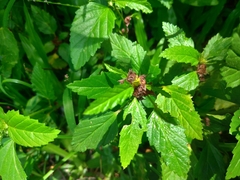 Malvastrum coromandelianum